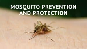 Mosquito Prevention and Protection