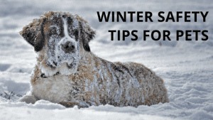 Winter Safety Tips for Pets