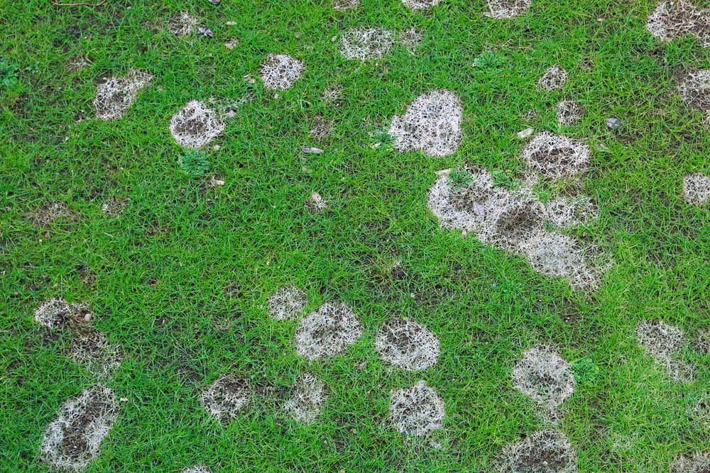 lawn diseases