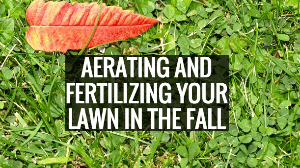 Aerating and fertilizing your lawn in the fall