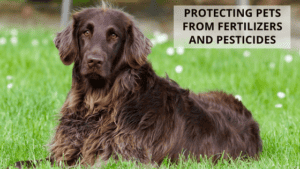 Protecting Pets From Fertilizers and Pesticides