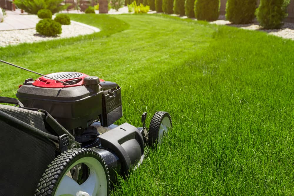 The 5 Benefits of Cutting Your Lawn at 3 Inches