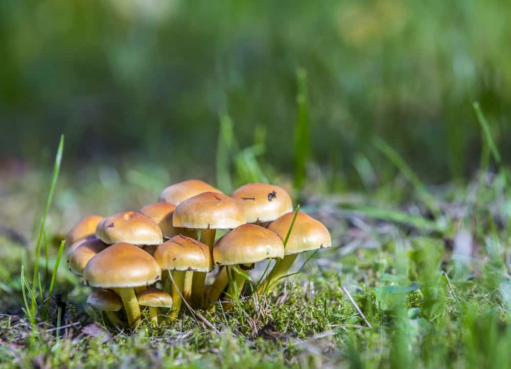 What to do about mushrooms on your lawn