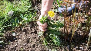 How to Get Rid of Weeds