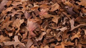 4 reasons to clear your backyard of dead leaves