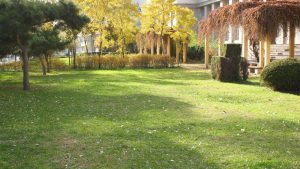 5 Tips on how to care for your lawn in the fall