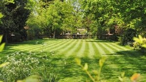 5 common lawn problems and how to fix them