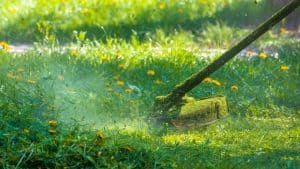 Best lawn care tips for summer