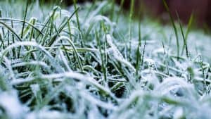 How to winterize your lawn