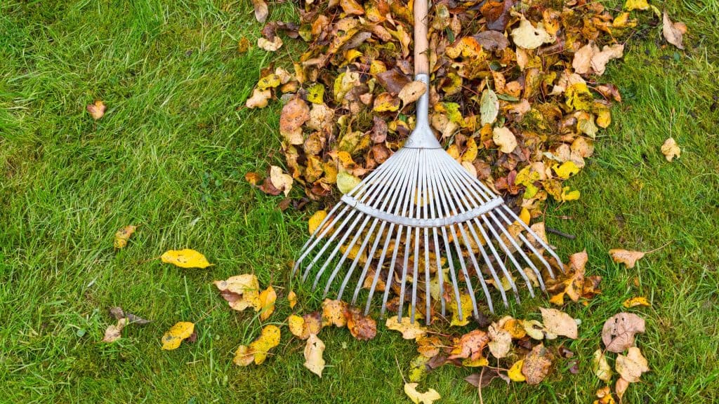 Fall Lawn Care Guide: Keeping Your Yard Lush and Healthy