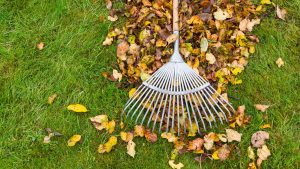 Fall Lawn Care Guide: Keeping Your Yard Lush and Healthy