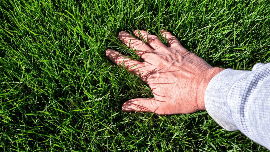 The Essential Spring Lawn Care Checklist: Everything You Need to Do for a Healthy Lawn