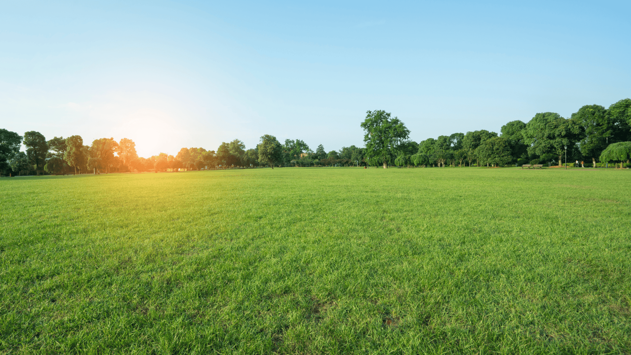 Should You Roll Your Lawn? Here’s What You Need to